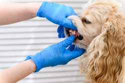 pet dental insurance