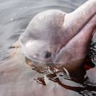 pink river dolphin 2