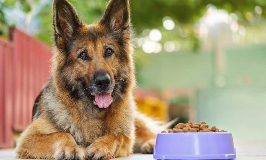 Best Dog Food for Weight Loss