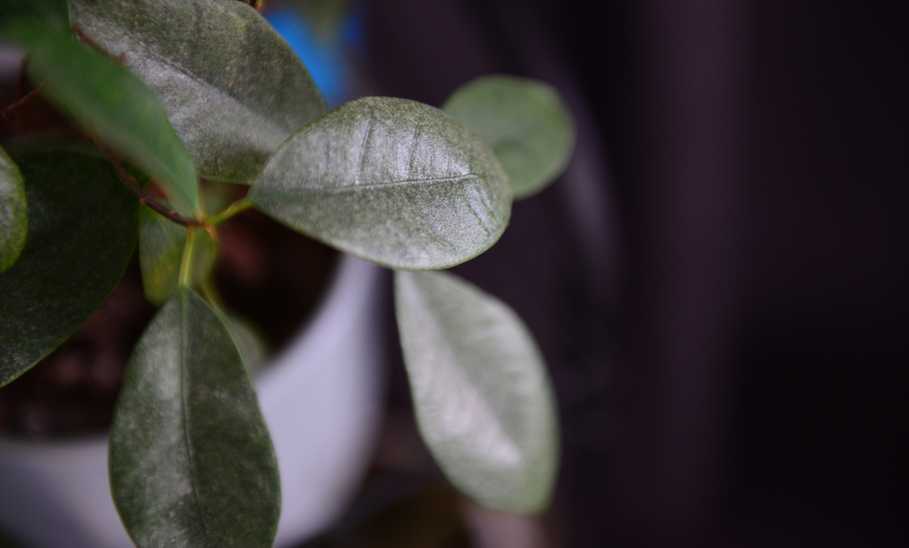 Low-Light Indoor Plant