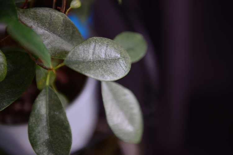 Low-Light Indoor Plant