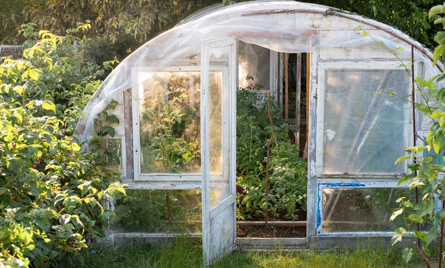 Best Greenhouse Kits